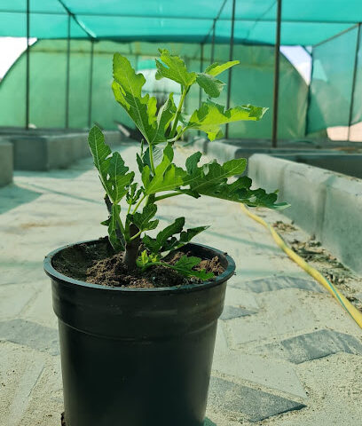 مشتل ثمرة - Taif - +966 55 706 3850