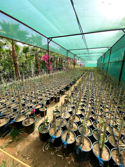 Nursery anecdotes trees - Saudi Arabia|Riyadh Province 16269