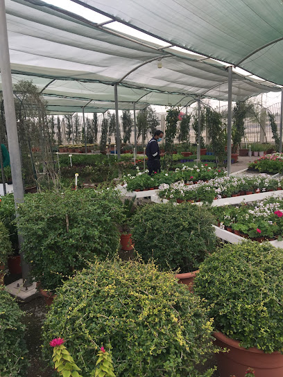 Zaid Alhussain Nursery - Saudi Arabia|Saihat 32465|Dhahran Jubail Branch Rd