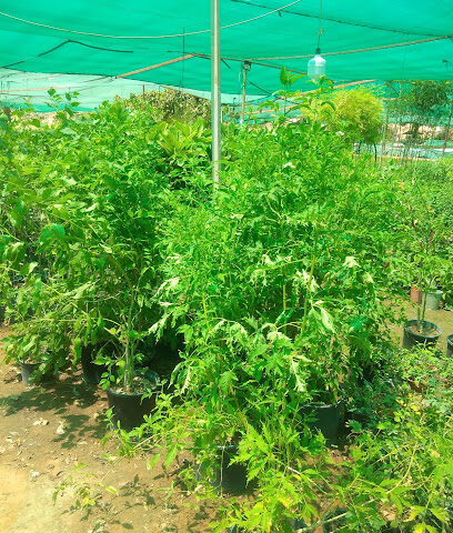 مشتل على السوداني - Riyadh - +966 56 691 7318