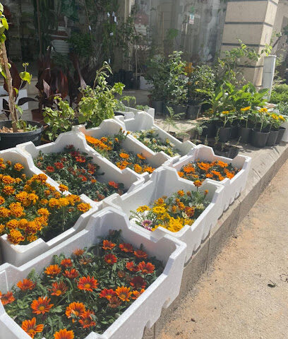واحة القصيم | الزراعية Al Qassim Oasis - Buraydah - +966 55 318 3249