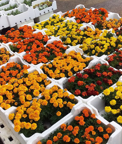 Garden 1 - Al Qatif -