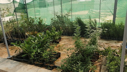 مشتل المدينة الصحية - Al Bukayriyah - +966 55 514 4012