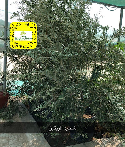 ورد وظل للزهور والنباتات الطبيعيه - Badr - +966 50 926 2620