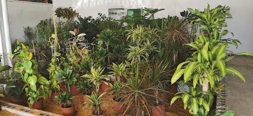 مشتل عين داما - Saudi Arabia|Tabuk 47318|Cultivated Area|طريق المدينة