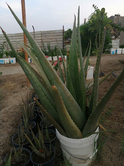 مشتل لبيع الأشجار - Taif 26522