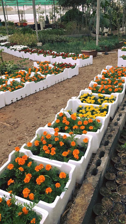 Dammam Nurseries - Saudi Arabia|Saihat 32462|Dhahran Jubail Branch Rd
