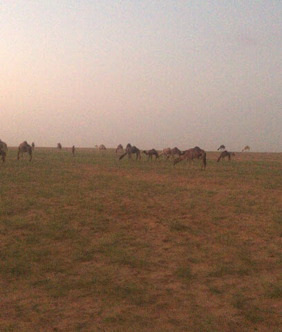 ملعب النجوم بتربة - Turbah -