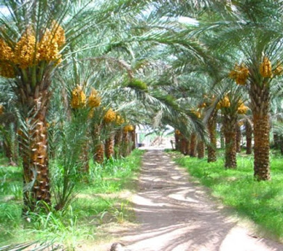 Mazare company Agricultural Products Ltd.Co. - Al Madinah Al Munawwarah 42392
