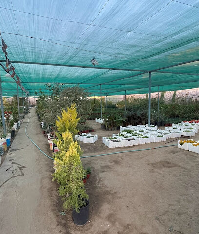 مشتل تندحة الخضراء - Khamis Mushait - +966 55 278 2940