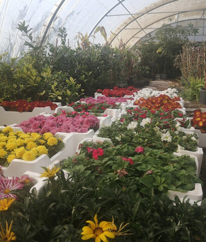 مزرعة ثمرات اليوم - Safwa - +966 56 357 7900