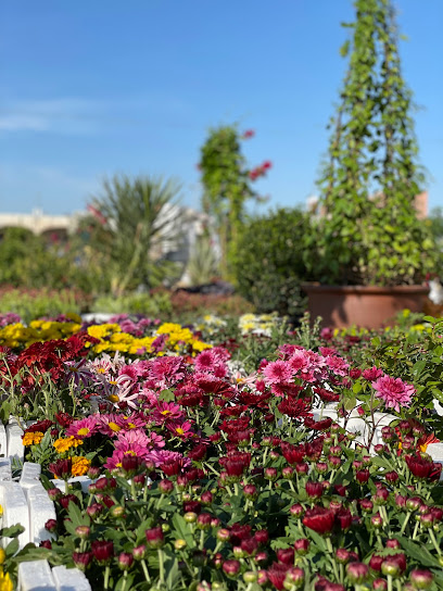 Al-Nasser Nursery - Al Khobar 34447