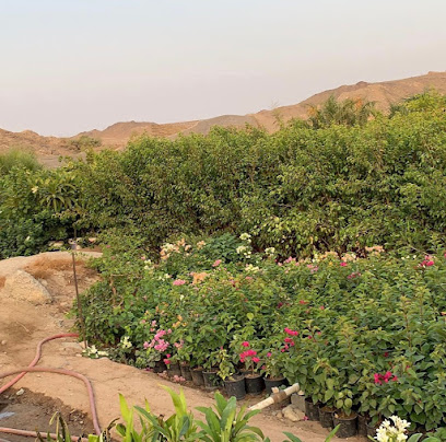 مشتل صباب الورد - Jeddah - +966 50 363 7015