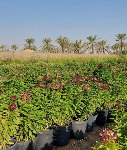 Verde Lands Agricultural Farmمزرعة الأراضي الخضراء للزراعة - Abu Maen - +966 50 389 3721