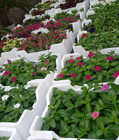 مشتل الياسمين الزراعي - Mecca - +966 50 583 7626