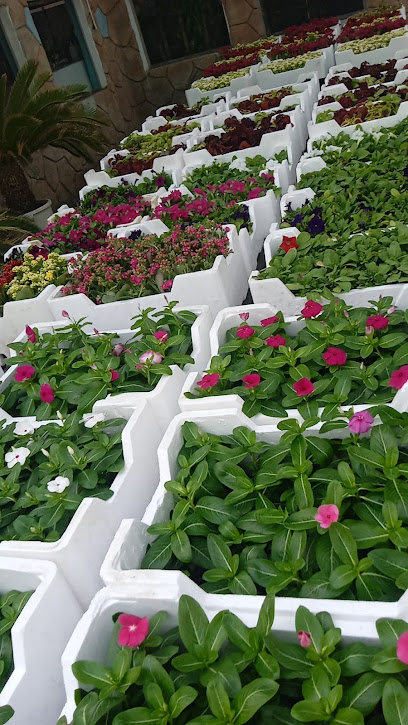 مشتل الياسمين الزراعي - Saudi Arabia|Mecca 24356|Walyal Ahd Dist.|Al Lith Rd