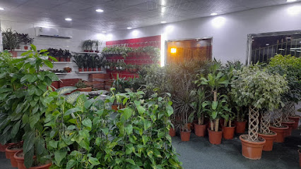 مشتل وردة النرجس للزهور - Mecca - +966 54 505 2176