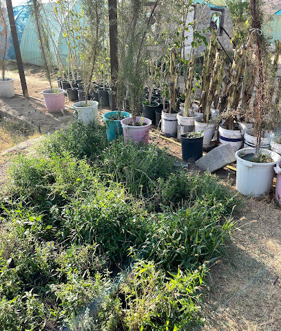 Plant and Tree Nursery - Taif -