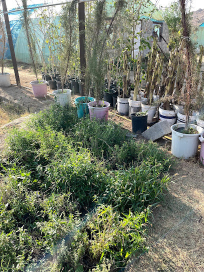 Plant and Tree Nursery - Saudi Arabia|Taif 26733|C38|6GJH+8QQ