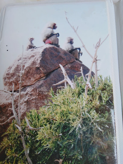 ibni omir - Khamis Mushait 62462