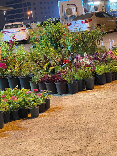 Green Options Nurseries - Saudi Arabia|Al Khobar 34447|3538