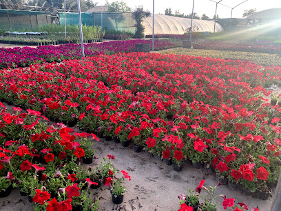 ALSultan Nurseries - Al Qatif - +966 55 902 2236