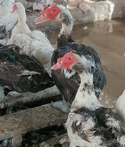 مزرعة انتاج بط مسكوفي - Buraydah - +966 55 122 6395
