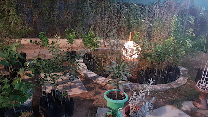 مشتل ماجيك روز - Saudi Arabia|Tabuk 47318|Cultivated Area|CJJ6+XRM