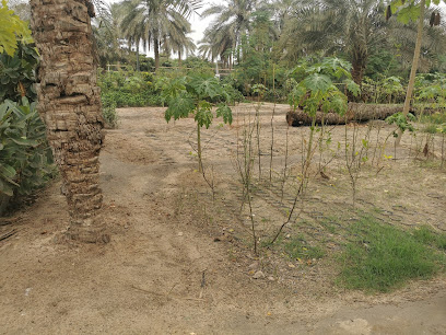 مشتل سياب - Anak - +966 56 149 9466