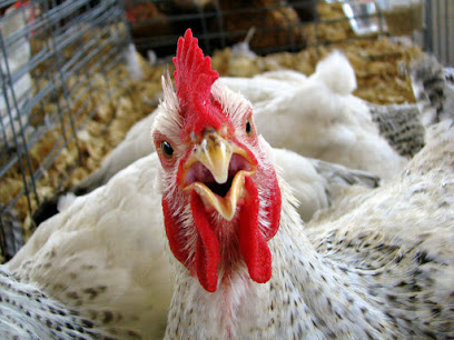 Dijla Poultry Farm - Al Jubail - +966 13 847 1959