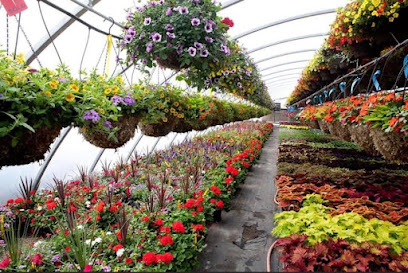 مشتل زها ZOHA NURSERY - Saudi Arabia|Tabuk 47318|Cultivated Area|Al madina streets