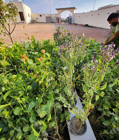 مشتل نجم الوسم - Al Madinah Al Munawwarah - +966 56 244 6276