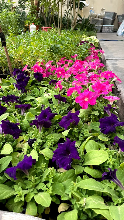 Nursery Alehian - Saudi Arabia|Al Qatif 32619|Ar Rida|Uhud Rd