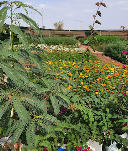 Rabigh Nursery - Rabigh -