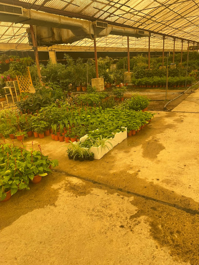 Al Ertifaf Agri. Co. Nursery - Saudi Arabia|Riyadh 14537|Mansuriyah|Al Haeer Rd
